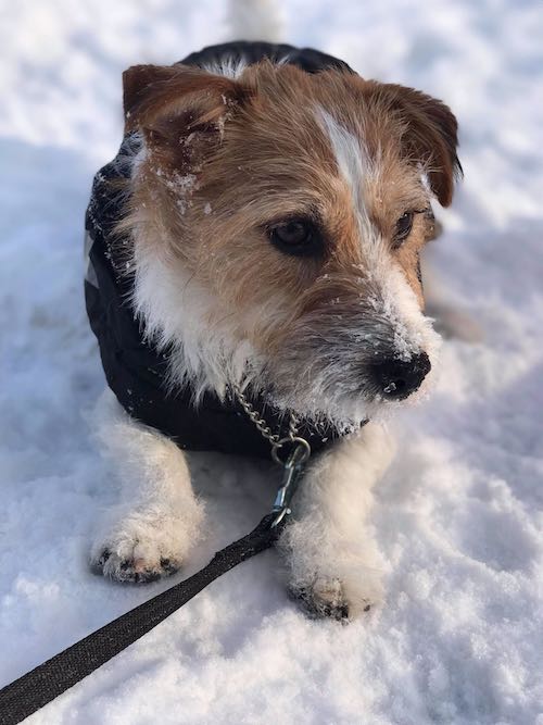 Nova (Jack Russel) njuter av all snö på Changdobels, Danderyd hunddagis