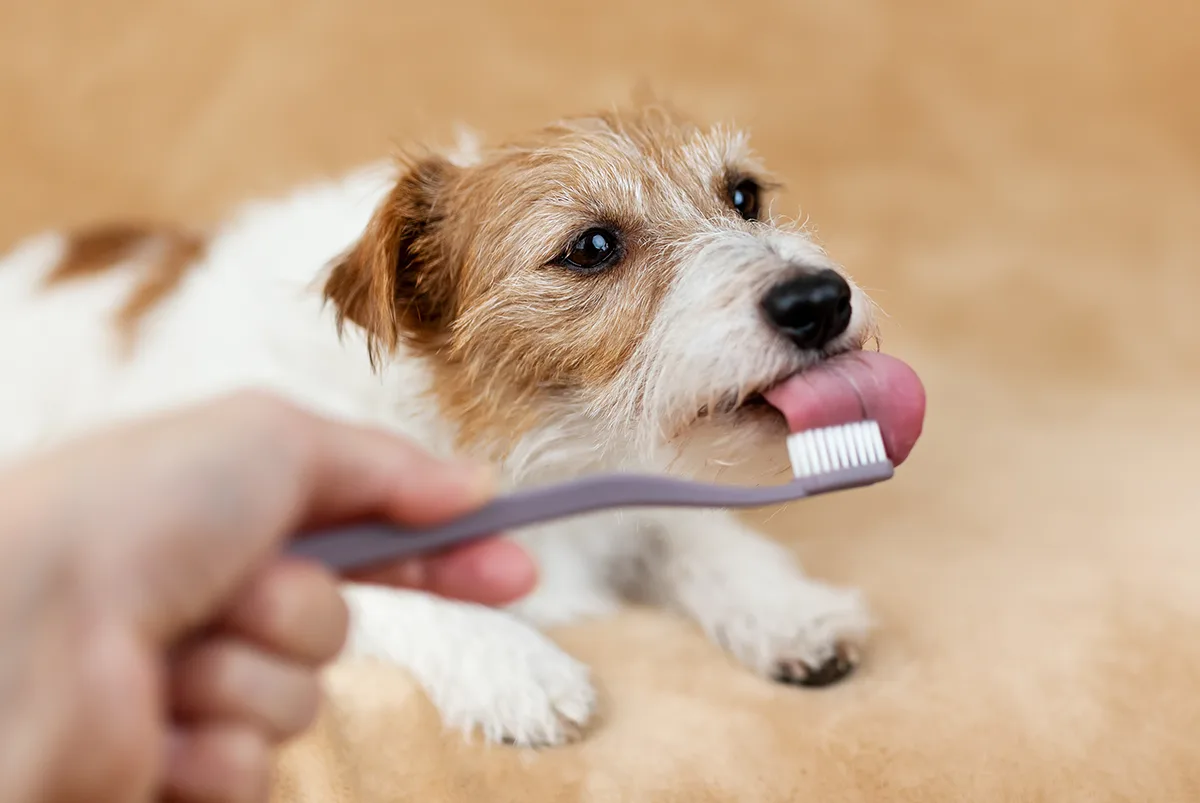 AdobeStock 1133125540