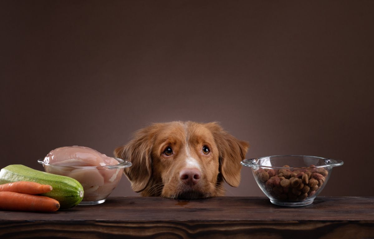 dog healthy food