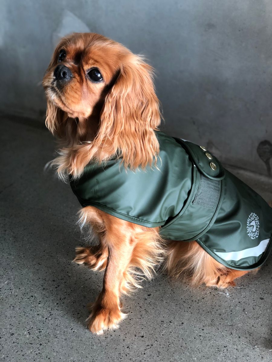 dog jacket