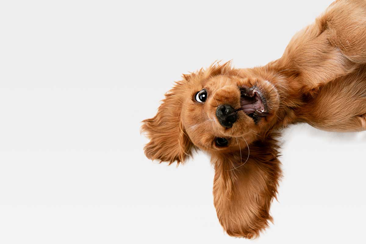 spokaldern hund