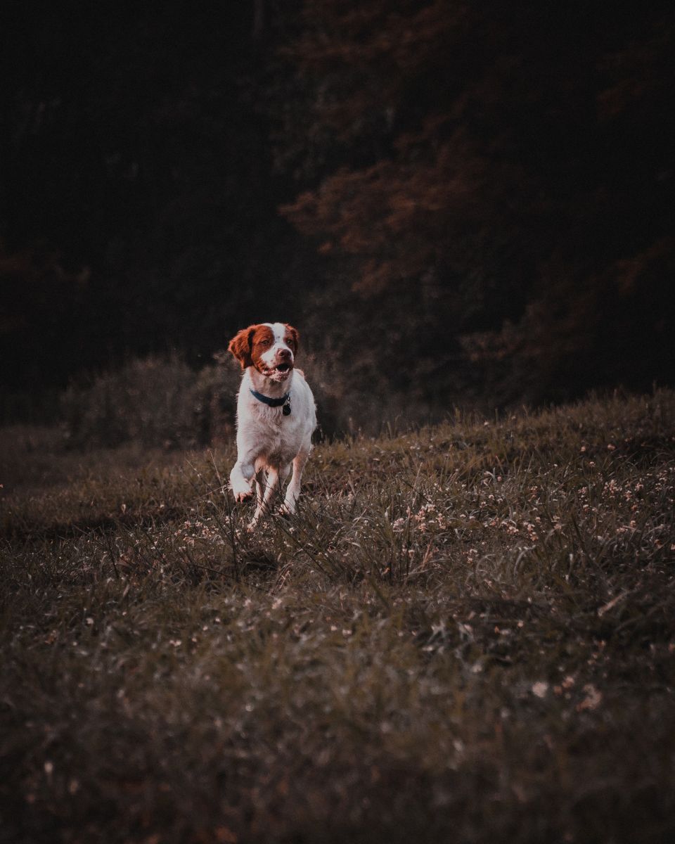 white dog running on grass field 2751339