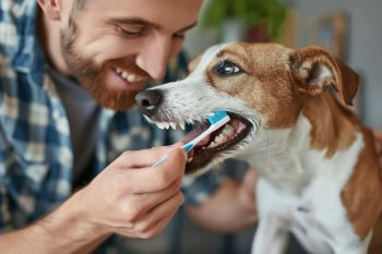 Tandvård hos din hund