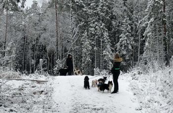 Bilder på hundarna Hundiversum hunddagis vecka 48