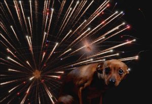 Hur du kan hjälpa din hund om den är rädd för fyrverkerier