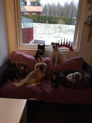 Mini-gruppen