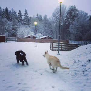 Som barn på julaftonsmorgon