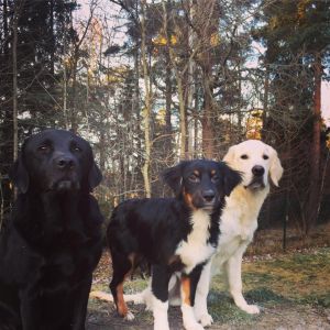 Vilken härlig start på år 2017 här hos oss på Täby Hundcenter