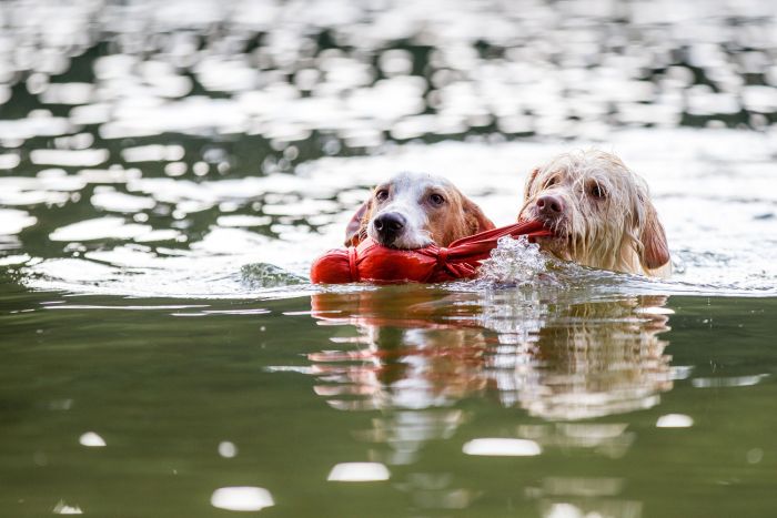 Hundtips i sommarvärmen