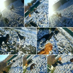 Hundliv
