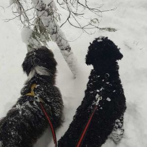Snöland