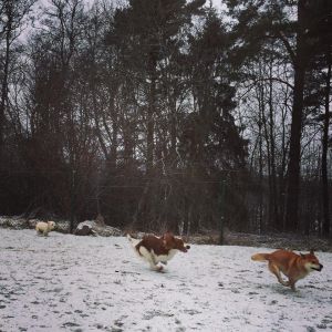 Changdoels - Ett härligt avslut på sportlovet