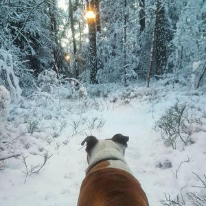 Ännu en underbar dag på Täby Hundcenter