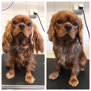 Underlätta både för dig och din hund i vinter med Hundtrim