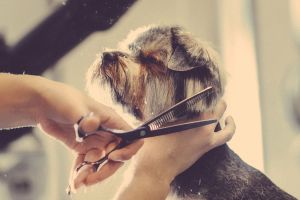Skäm bort din hund med våra hundbehandlingar