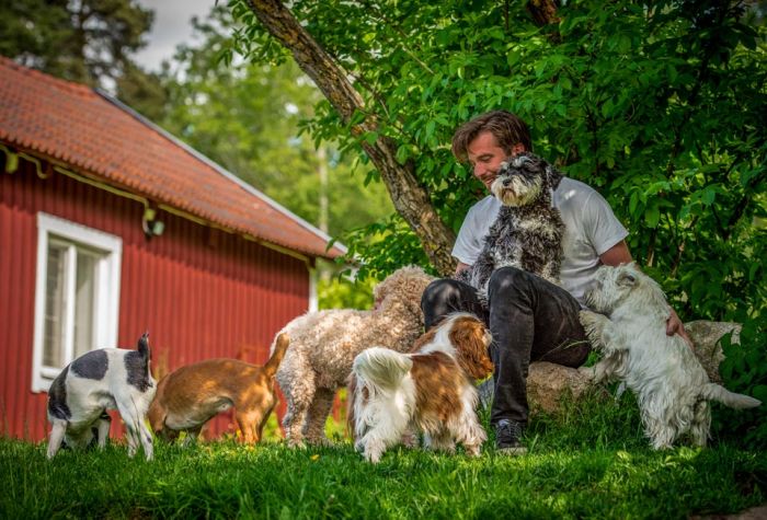 Varför är hunddagis det bästa alternativet?