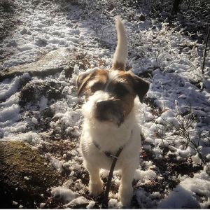 Changdobels - Vinter igen