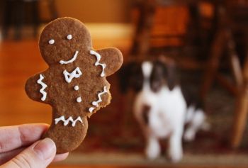 Recept på pepparkakor & hundkex till din hund